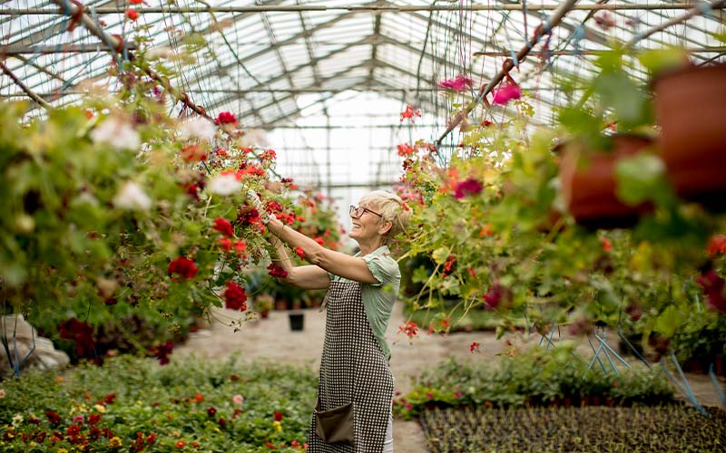 a an active senior woman tending to red flowers in her summer flower greenhouse